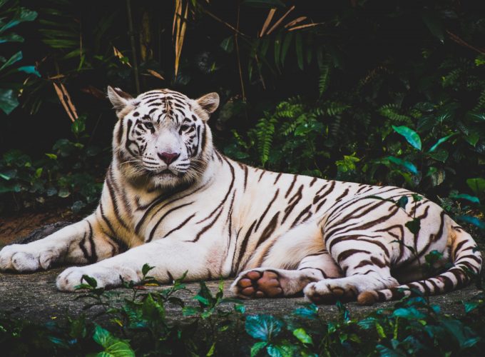 Wallpaper white tiger, 4k, Animals 9495111101